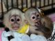 Adorable mono capuchinos para aprobacion