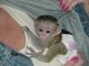 Bebé monos capuchinos para libre adopción