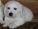 Disponibles cachorros de Golden Retriver para la adopción REGALO - Foto 1