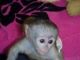 Dos bebé mono capuchino para la adopción libre