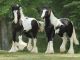 Dos caballos gypsy vanner para la adopción