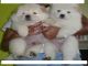 Dos Chow Chow preciosos cachorros en venta - Foto 1