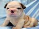 Magníficos cachorros Bulldog Inglés para nuevas viviendas - Foto 1