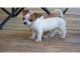 Mano criados hermosos cachorros de chihuahua diminutas - Foto 1