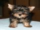 Preciosa y encantadora camada de cachorros yorkshire terrier