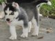 Regalo cachorros de Husky Siberiano - Foto 1