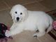 Regalo hermoso cachorros de golden retriever blancos,