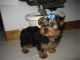 Yorkie teacup nene - Foto 1