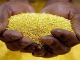 Burkinabe que cuenta con más de 250 kilos de oro en polvo en br