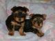 Cachorritos de yorkshire terrier muy pequeñines