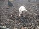 Cachorro braco weimar