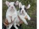 Cachorros bulldog francés con microchip, desparasitados y vacunad