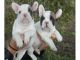 Cachorros bulldog francés con microchip, desparasitados y VACUNAD - Foto 1