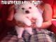 Cachorros spitz japones macho oferta 200 euros - Foto 1