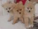 Excelente cachorros de pomerania, - Foto 1