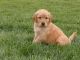 Golden retriever cachorros en venta