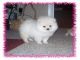 Hermoso cachorros pomeranian disponibles