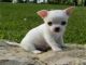 Lindo chihuahua listo para un nuevo hogar cachorros - Foto 1