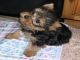 Lindo y adorable cachorros Teacup Yorkie - Foto 1