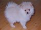 Precioso cachorro de lulú de pomerania - Foto 1