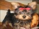 Regalo Macho y Hembra Cachorros Yorkshire Terrier Mini - Foto 1