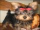 Regalo macho y hembra cachorros yorkshire terrier mini