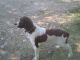 Springer spaniel