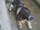 Springer spaniel,, - Foto 1