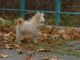 Taza de té Pomeranian Poodle Papillion cachorro - Foto 1