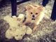 Adorable juguete pomeranian cachorro - Foto 1