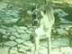 Cachorra de Presa Canario - Foto 4