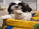 Cachorros de shih tzu pureza y calidad