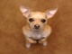 Chihuahua O mini pincher - Foto 1