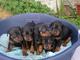 Doberman cachorros para adopcion