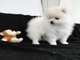 Encanto pomerania cachorros disponibles