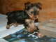 Hembra joven de yorkshire terrier de cal