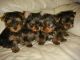 Machos y hembras Yorkshire Terrier cachorros - Foto 1