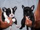 Preciosa camada de bulldog frances con pedigree - Foto 1