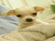 Regalo Chihuahua cachorros magnífico - Foto 1