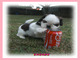 Shih tzu de calidad - Foto 1