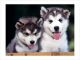 Suculentas y Niza cachorros Siberian Husky para el nuevo hogar - Foto 1