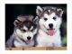 Suculentas y niza cachorros siberian husky para el nuevo hogar