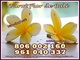 Tarot 806 flor de bali solo 0,42 cm mto. oferta visa 5 € 10 mtos