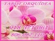 Tarot orquídea