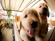 Urgente - regalo perros golden retriever en adopción - Foto 1
