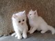 Venta de gatos persas - Foto 1