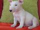 10 semanas cachorros bull terrier