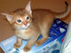 Abisinio gatitos para la adopción - Foto 1