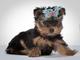 Adopto cachorro yorshike toy!! - Foto 1