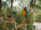 Adorable par de loros guacamayos para su aprobación - Foto 1